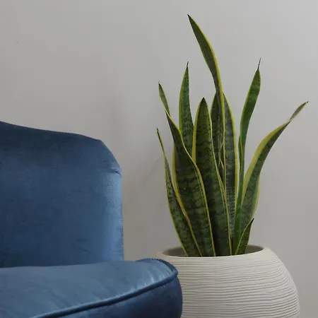 Apartment Agrodolce